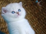 Sevgi Dolu Patiler: British Shorthair Yavrularıyla Kalbiniz Isınsın!