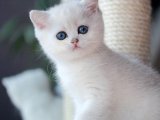 British Shorthair Yavrularıyla Masalsı Bir Aile Kurun!