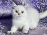 Kalp Çalan Mucizeler: British Shorthair Yavrularıyla Tanışın!