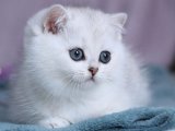 Tatlı Kaçış: British Shorthair Yavrularıyla Stres Atın!