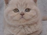Kaliteli British Shorthair Yavruları Satılık