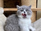 Kedi Cinsi Mucize: British Shorthair Yavrularıyla Aile Mutluluğunu Keşfedin!