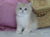 British Shorthairlar: Sevimlilikte Sınır Tanımayan Şıklık!