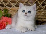 Masum Bakışlar, Sonsuz Sevgi: British Shorthair Yavrularıyla Tanışın!