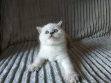Hayalinizdeki Dostunuza Merhaba Deyin: British Shorthair Yavruları Satışta!