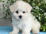 Zarafet ve Sevgi: Maltese Terrier Yavru Köpeklerimizle Büyülen!