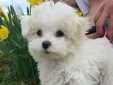 Evinizi Süsleyen Maltese Terrier Yavru Köpeklerimiz Yuvaya Hazır!