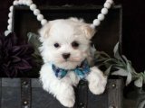 Evinizi Şenlendiren Maltese Terrier Yavru Köpeklerimiz Yeni Ailelerini Bekliyor!