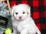 Evinizi Renklendirecek Zarif Maltese Terrier Yavru Köpekler!