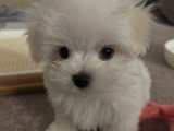 Evimizi Güzelleştiren Maltese Terrier Yavruları Sizi Bekliyor!