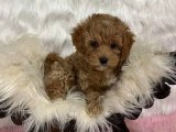 Hayalinizdeki Dost: Maltipoo Yavrumuz Sizi Bekliyor!