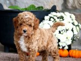 Sevimlilikte Sınır Yok: Maltipoo Yavrumuz Şimdi Satışta!