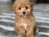 Sevgi Dolu Gözler: Maltipoo Yavrumuz Şimdi Satışta!