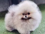 Pomeranian Boo Köpek Yavruları: Evini Güzelleştirmeye Geldi!