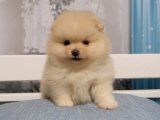 Muazzam Güzellikte Pomeranian Boo Köpek Yavruları Satışta!