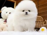 Şık ve Zarif: Pomeranian Boo Köpek Yavruları Satışta!