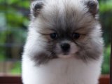 Saflığın ve Şıklığın Temsilcisi: Pomeranian Boo Yavruları