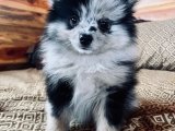 Zarif Pomeranian Boo Köpek Yavruları Satış İlanı!