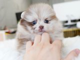 Pomeranian Boo Cinsi Yavrular: Evlerini Bekliyorlar!