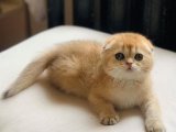 Minik Mucizeler: Scottish Fold Sevimlilik Manifestosu