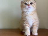 Yavru Krallığın Baş Tacı: Scottish Fold Taçları
