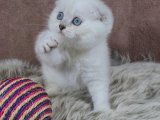 Minik Adım Büyük Aşk: Scottish Fold Yavru Dansı