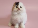 Yavru İzlerini Takip Edin: Scottish Fold Keşif Turu