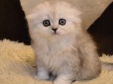Minik Gözlerde Büyük Hayaller: Scottish Fold Yavru Vizyonu
