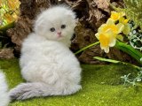 Scottish Fold yavrumuz sahneye çıkıyor