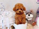 Köpekli Şıklık: Toy Poodle Yavru Köpeklerle Stilinizi Konuşturun!