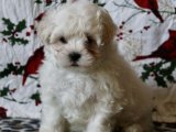 Şeker Patiler, Sevimli Tüyler: Maltese Terrier Yavrularımız En İyi Yuvayı Arıyor!