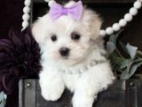 Zarif ve Şık: Maltese Terrier Yavru Köpekler Yeni Sahibini Arıyor!