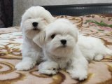 Kalbinizi fethedecek Maltese Terrier yavrularımız