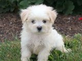 Hayallerinizdeki Köpekcik: Maltese Terrier Yavru Köpeğimizle Tanışın!