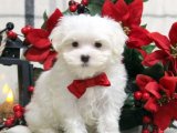 Sevgi Dolu Patiler: Maltese Terrier Yavru Köpeklerimiz Yuvanızı Bekliyor!
