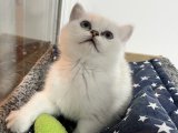 AYI SURATLI DİŞİ VE ERKEK BEBEKLERİM SAFKAN