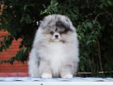 Pomeranian Boo Köpekleri: Mükemmel Arkadaşlığın Anahtarı!