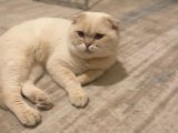 SCOTTİSH FOLD TECRÜBELİ ERKEK OĞLUMUZA EŞ ARIYORUZ