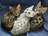 Ruhsatlı Ci̇ftli̇kten Show Class Si̇lver Bengal Yavrular
