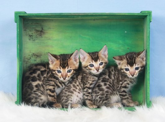 Si̇lver-Black- Charcoal- Charcoal Plati̇n Bengal