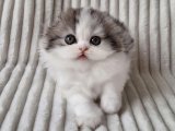  Sağlık Kontrollü Scottish Fold Yavrularımız