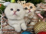  Scottish Fold Yavruları: Akıllı, Sevecen ve Sağlıklı
