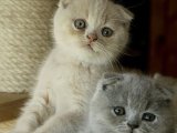  Sevgi ve Bakım Dolu Scottish Fold Yavruları