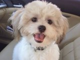 Maltese Terrier: Sevgi Dolu Ev Arkadaşı
