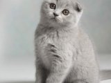 Neşe dolu Scottish Fold lilac renk oğluşumuz