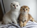 Scottish Fold yavrularımız sevginizi istiyor