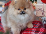 Renkli Rüyaların Büyüsü: Pomeranian Boo Yavru Köpekcikler!