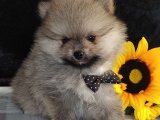 Sonsuz Sevgi ve Eğlence: Pomeranian Boo Yavru Köpeklerimizle Büyülen!