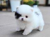 Evinize Şıklık ve Sevgi Getirecek Pomeranian Boo Yavrumuz Satılık!