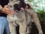 Güçlü Kollarda Büyük Sevgi: Kafkas Çoban Köpeği Yavruları Sizinle Tanışmayı Bekliyor!